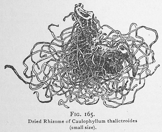 3 Caulophyllum thalictroides